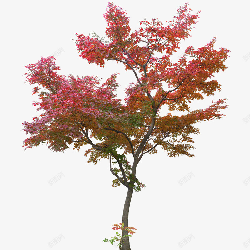 枫叶树植物psd免抠素材_新图网 https://ixintu.com 枫叶树 植物 设计 透明