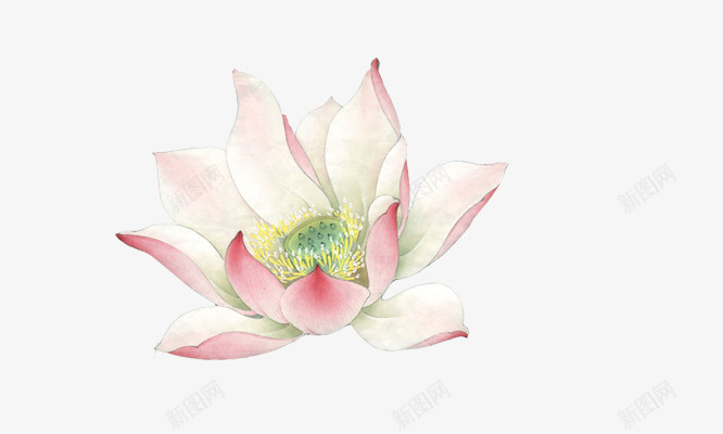 白色花朵梅花png免抠素材_新图网 https://ixintu.com 梅花 白色 素材 花朵