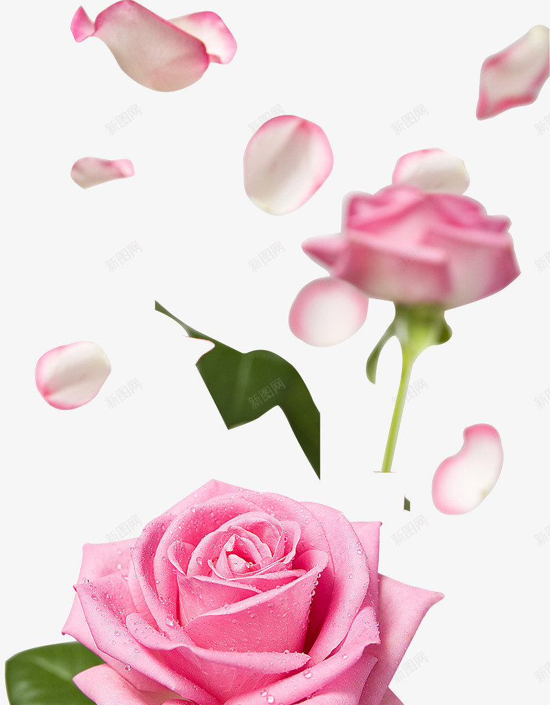 水珠粉色绽放花朵花瓣png免抠素材_新图网 https://ixintu.com 水珠 粉色 绽放 花朵 花瓣