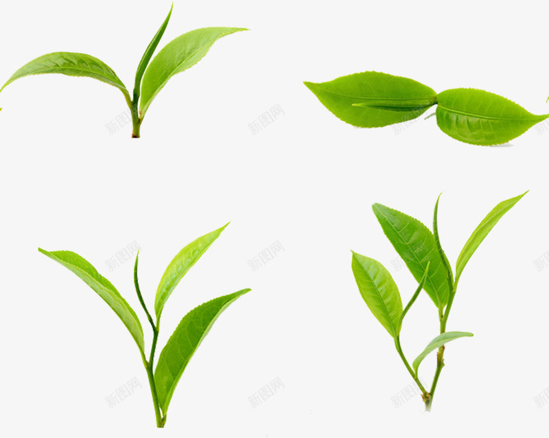 茶叶茶文化png免抠素材_新图网 https://ixintu.com 绿叶 绿色 茶叶 茶文化