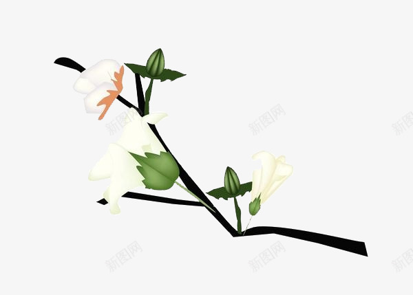手绘棉花枝png免抠素材_新图网 https://ixintu.com 叶子 手绘风格 树枝 棉 棉花 棉花枝 植物