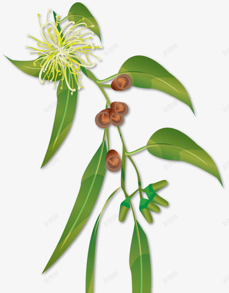 长大的水彩茶叶花矢量图ai免抠素材_新图网 https://ixintu.com 手绘茶叶 新鲜茶叶 水彩 水彩茶叶 绿色 茶叶花 长大 矢量图