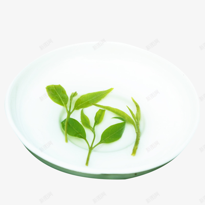 绿色茶叶嫩芽png免抠素材_新图网 https://ixintu.com 苦丁嫩芽 苦丁茶 苦丁茶嫩芽 茶叶嫩芽实物