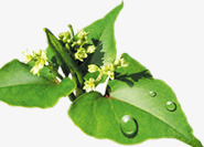 绿色清新茶叶花朵png免抠素材_新图网 https://ixintu.com 清新 绿色 花朵 茶叶