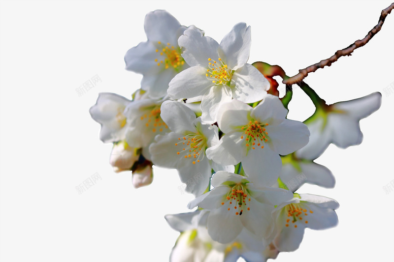 白色梨花png免抠素材_新图网 https://ixintu.com 手绘 树枝 梨花 白色 花蕊