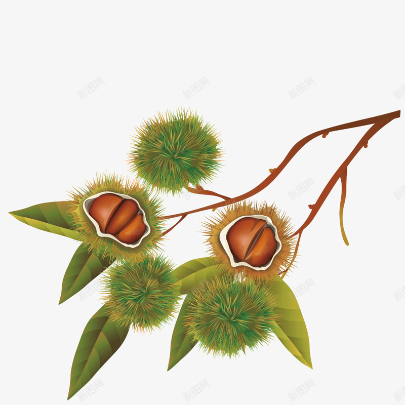 食物种子果实png免抠素材_新图网 https://ixintu.com 坚果 手绘 树叶 树枝 核桃 绿色