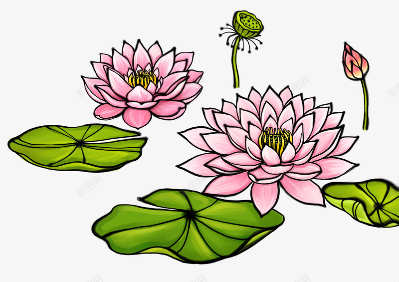 手绘荷花PSD分层png免抠素材_新图网 https://ixintu.com 国画 手绘 插画 荷花 莲蓬