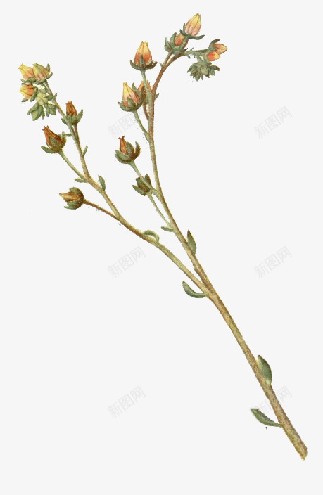 花枝png免抠素材_新图网 https://ixintu.com 免扣 干花 干花树枝 装饰