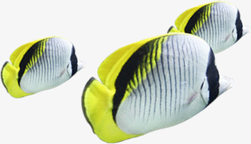 夏季黄白相间海鱼png免抠素材_新图网 https://ixintu.com 夏季 海鱼 相间 素材