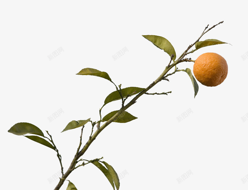 橘树枝png免抠素材_新图网 https://ixintu.com 树叶 植物 橘子 橘树 水果