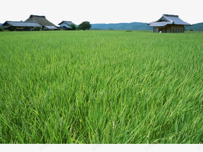 风吹稻田png免抠素材_新图网 https://ixintu.com 农业 农作物 夏季 小麦 山峰 房屋 植物 禾苗 稻田 稻谷 绿色 自然 风