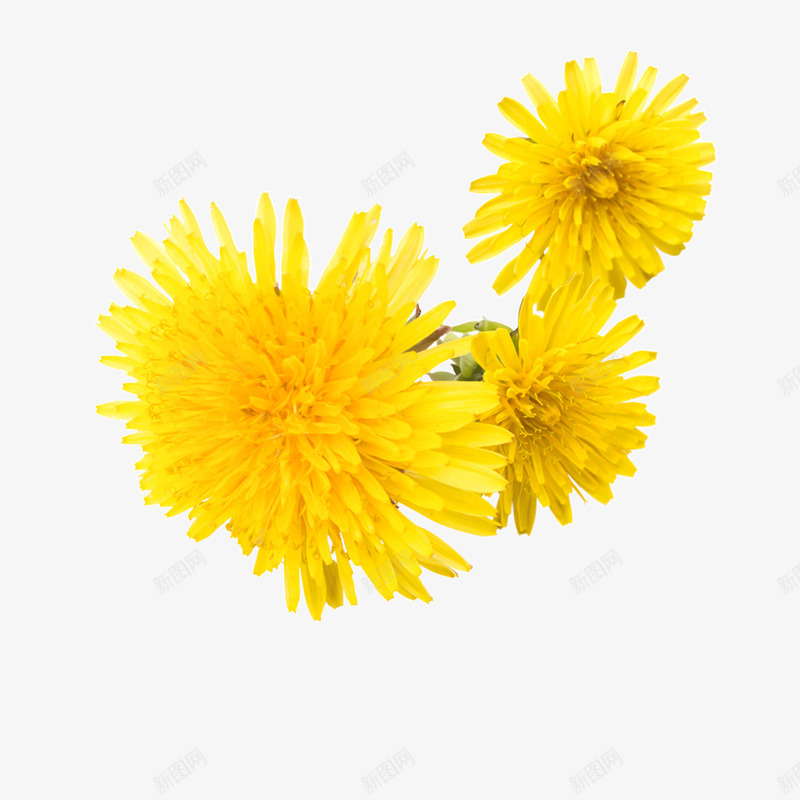 黄色菊花png免抠素材_新图网 https://ixintu.com 层次 渐变 环境 生长 秋天 自然 菊花 黄色