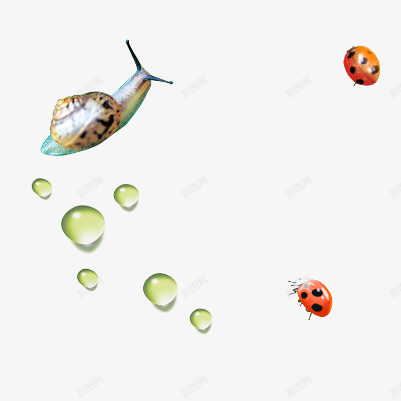 昆虫蜗牛png免抠素材_新图网 https://ixintu.com 七星瓢虫 昆虫 水滴 蜗牛