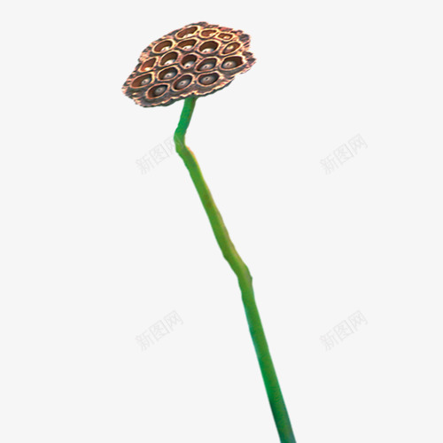 成熟莲蓬夏季绿色植物png免抠素材_新图网 https://ixintu.com 夏季 植物 绿色 莲蓬
