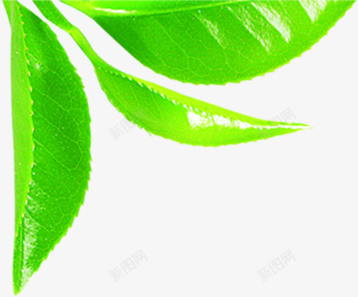 绿色清新茶叶翠绿png免抠素材_新图网 https://ixintu.com 清新 绿色 翠绿 茶叶