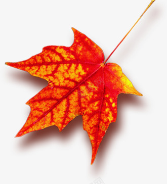 中秋节火红色的枫叶png免抠素材_新图网 https://ixintu.com 中秋节 枫叶 红色