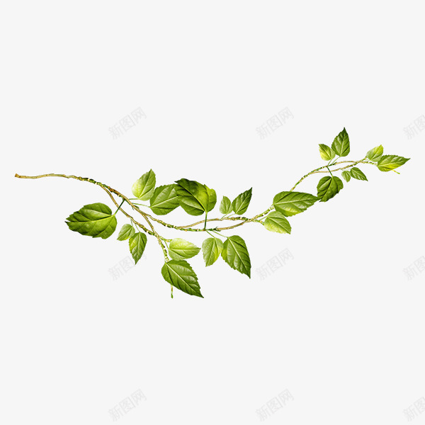 绿色藤蔓png免抠素材_新图网 https://ixintu.com 枝条 树叶 树枝 植物 清新 环保 绿色 藤蔓