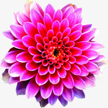 粉色手绘盛开分层花朵png免抠素材_新图网 https://ixintu.com 分层 盛开 粉色 花朵