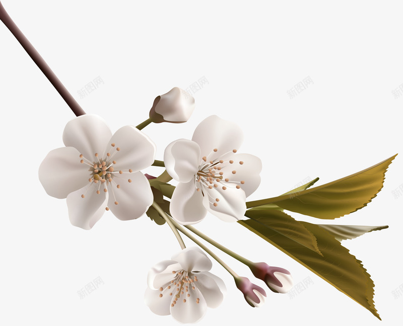 白色桃花梨花树枝装饰图案png免抠素材_新图网 https://ixintu.com 免抠PNG 树枝 桃花 梨花 白色 装饰图案