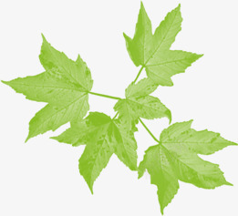 绿色春天枫叶季节png免抠素材_新图网 https://ixintu.com 季节 春天 枫叶 绿色