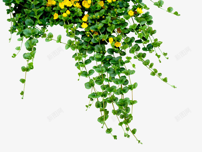 清新夏季植物绿色装饰png免抠素材_新图网 https://ixintu.com 夏季 植物 清新 绿色 装饰
