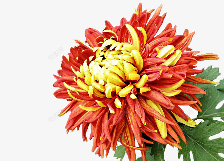 红色的菊花png免抠素材_新图网 https://ixintu.com 秋天 花 花卉 菊花