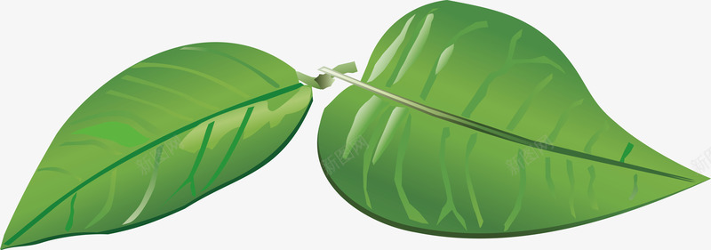 茶叶嫩芽飘起的茶叶矢量图ai免抠素材_新图网 https://ixintu.com 毛尖茶叶 茶叶中国风 茶叶制作 茶叶图 茶叶水彩 茶叶线稿 飘起的茶叶 矢量图