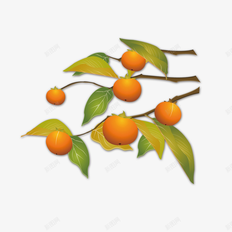 秋天到了秋天金桔背景图png免抠素材_新图网 https://ixintu.com 秋天促销 秋天到了 秋天广告 秋天海报 秋天背景 金桔