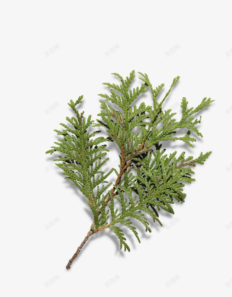 圣诞节圣诞树树枝png免抠素材_新图网 https://ixintu.com 圣诞节免抠图素材 圣诞节圣诞树素材 圣诞节素材 圣诞节装饰素材