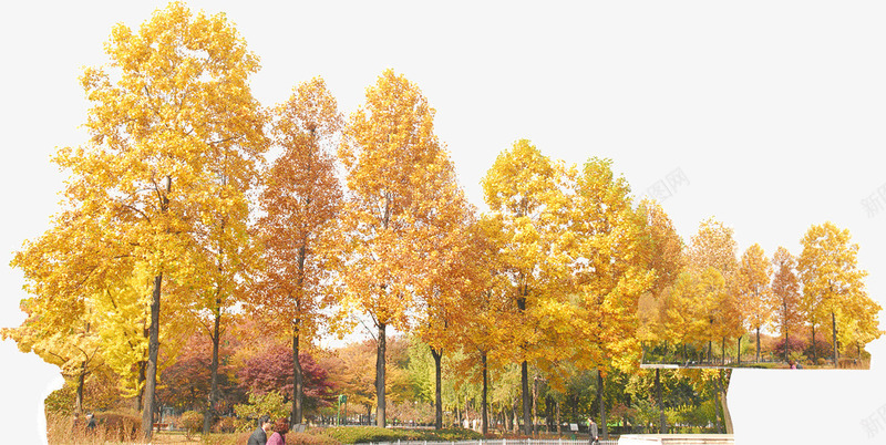 秋天黄色树林png免抠素材_新图网 https://ixintu.com 树林 秋天 风景 黄色