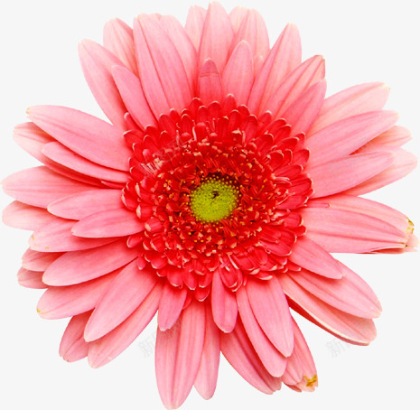 手绘粉色淡雅分层花朵png免抠素材_新图网 https://ixintu.com 分层 淡雅 粉色 花朵