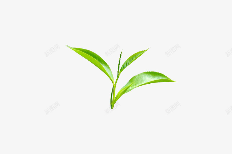 新鲜茶叶嫩尖png免抠素材_新图网 https://ixintu.com 嫩尖 绿叶 茶 茶叶