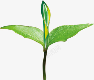 茶叶png免抠素材_新图网 https://ixintu.com 叶子 嫩芽 茶叶