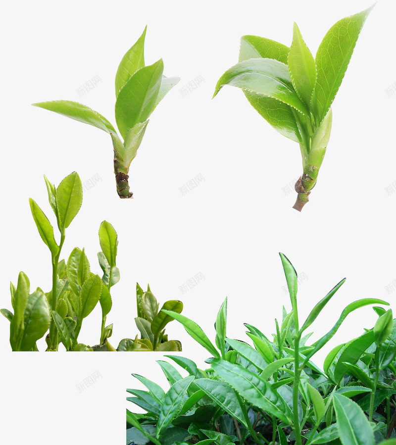 茶叶茶文化png免抠素材_新图网 https://ixintu.com 杯子 茶 茶叶 茶文化 茶杯