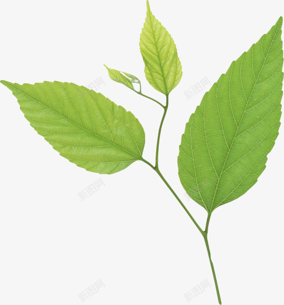 浅绿色叶子树枝植物叶子png免抠素材_新图网 https://ixintu.com 叶子 树枝 植物 绿色