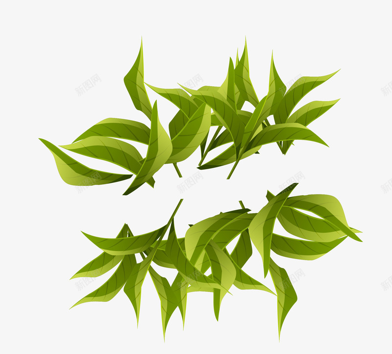 鲜茶叶矢量图eps免抠素材_新图网 https://ixintu.com 新鲜 矢量素材 绿茶 茶叶 矢量图