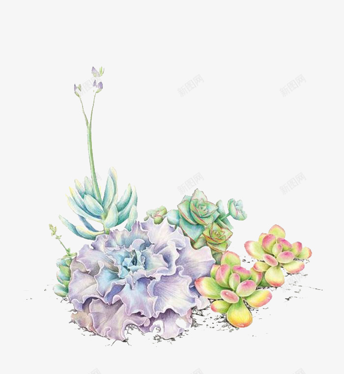 彩色多肉组合png免抠素材_新图网 https://ixintu.com 多肉 多肉植物 多肉组合 彩色 彩铅 手绘 植物 水彩