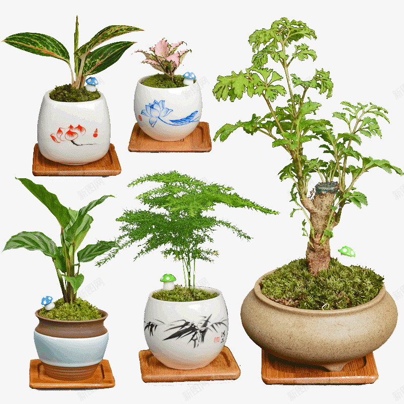 苔藓九里香植物盆栽png免抠素材_新图网 https://ixintu.com 多款搭配 意境优美 精美可爱 自由组合
