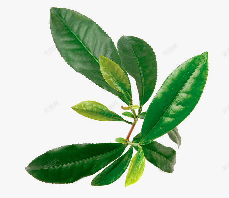 清新茶叶png免抠素材_新图网 https://ixintu.com 免抠素材 实物 植物 清新 绿茶叶 翠绿 茶叶 高清图片