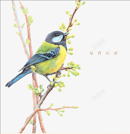 绿脊山雀psd免抠素材_新图网 https://ixintu.com 动物 小鸟 绿叶 绿脊山雀
