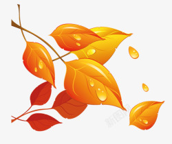 秋天金黄色的树叶素材