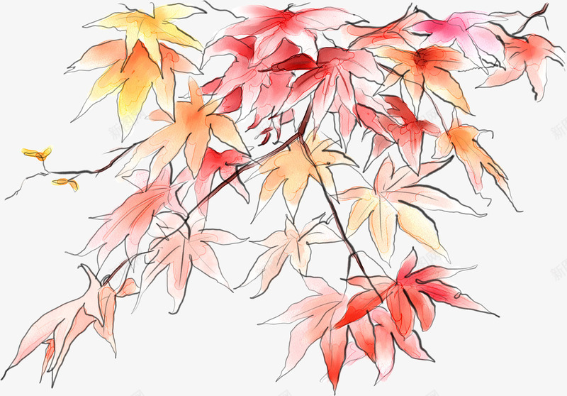 卡通可爱手绘红枫叶png免抠素材_新图网 https://ixintu.com 红枫叶