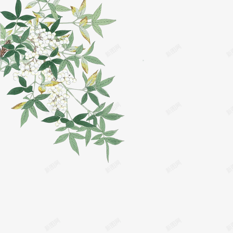 植物插画png免抠素材_新图网 https://ixintu.com png 插画 树枝 植物 白色 素材 花朵