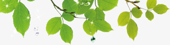 嫩绿树枝树叶植物png免抠素材_新图网 https://ixintu.com 嫩绿 树叶 树枝 植物