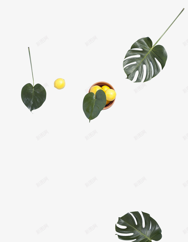 植物卡通秋天树叶荷叶形状png免抠素材_新图网 https://ixintu.com 卡通 形状 树叶 植物 秋天 荷叶