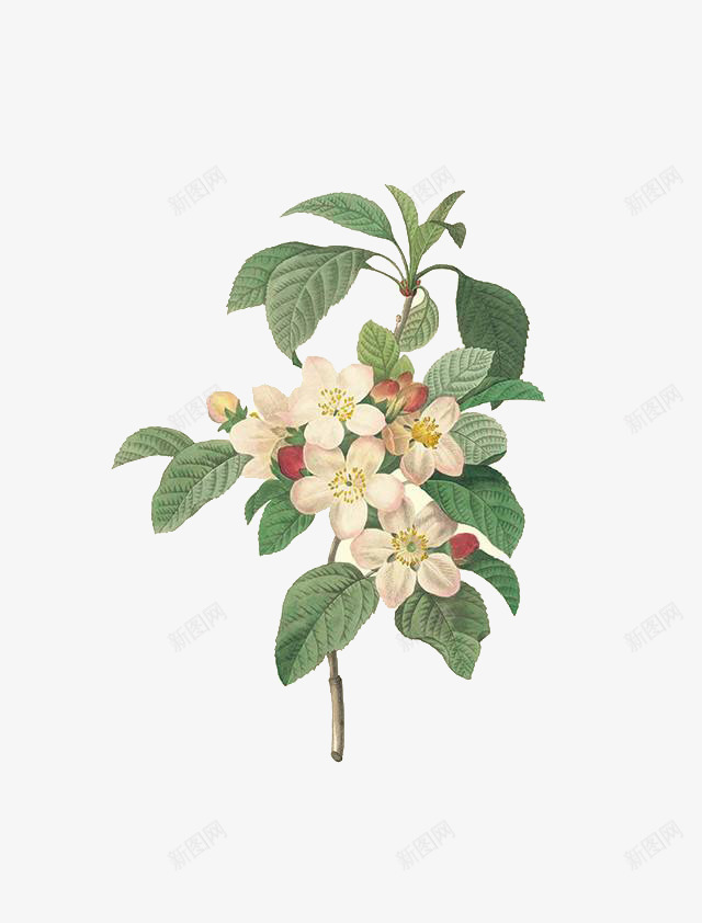手绘精致苹果花png免抠素材_新图网 https://ixintu.com PNG PNG免费下载 PNG图片 彩铅 手绘 苹果花