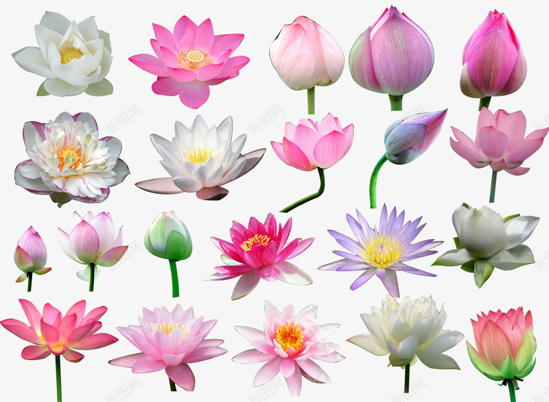 美丽花卉psd免抠素材_新图网 https://ixintu.com 店铺装饰 美丽花卉 装饰花卉