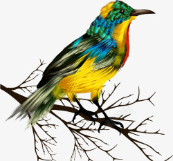 树枝上的彩色小鸟素材