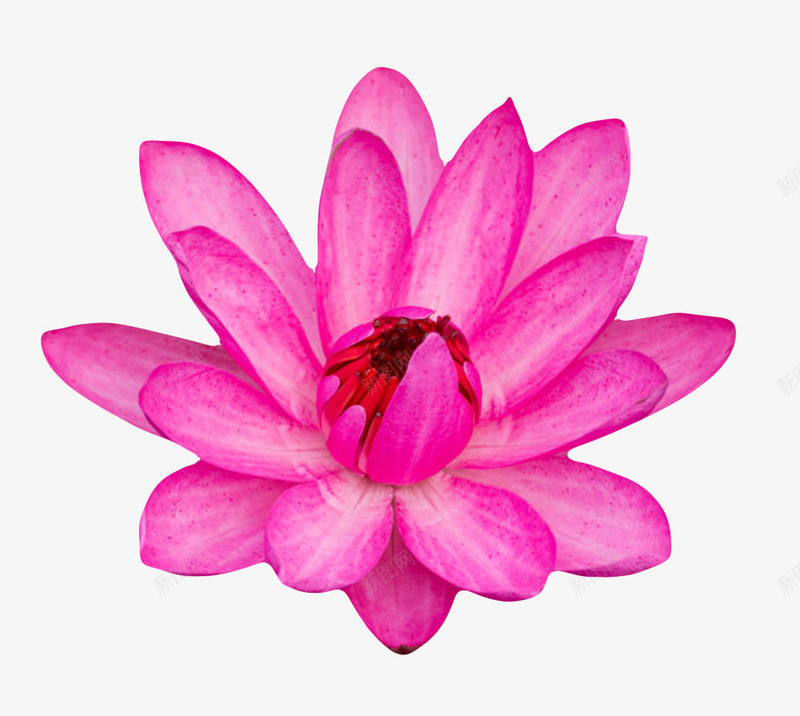 深红色纯洁的带白丝的水芙蓉实物png免抠素材_新图网 https://ixintu.com 印度国花 山龙眼目 植物 水旦 水芙蓉 水芝 芙蓉 芙蕖 花瓣 花苞 莲花 透红 鞭蕖
