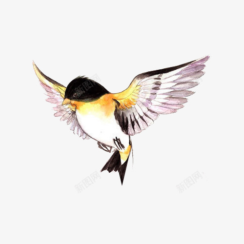 展翅高飞的鸟png免抠素材_新图网 https://ixintu.com 小鸟 彩绘画 矢量装饰 翅膀 装饰 鸟
